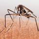 Illustration for article titled Australians find a vampire-like mosquito that breeds and lurks beneath cities